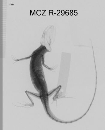Media type: image;   Herpetology R-29685 Aspect: dorsoventral x-ray